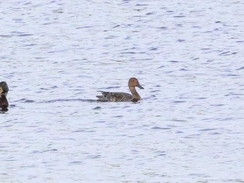 Mystery bird to be identified