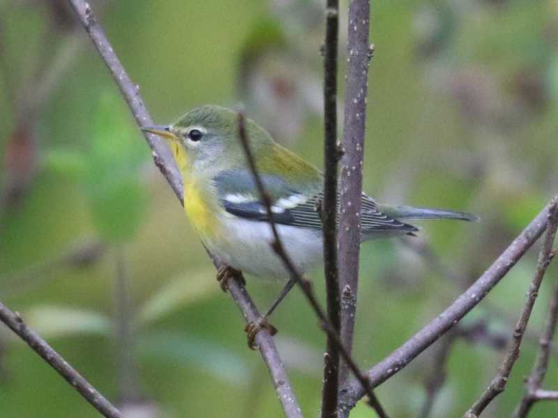 Mystery bird to be identified
