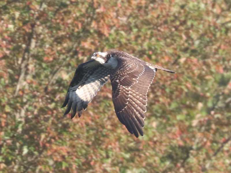 Mystery bird to be identified