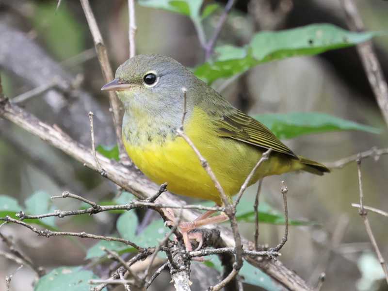 Mystery bird to be identified