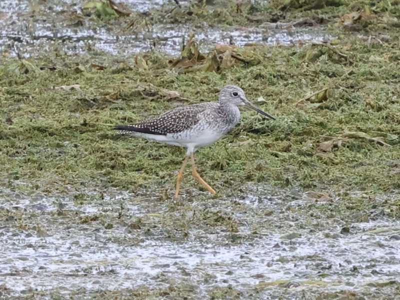 Mystery bird to be identified