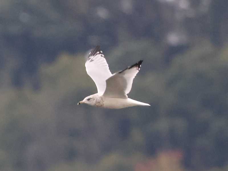 Mystery bird to be identified