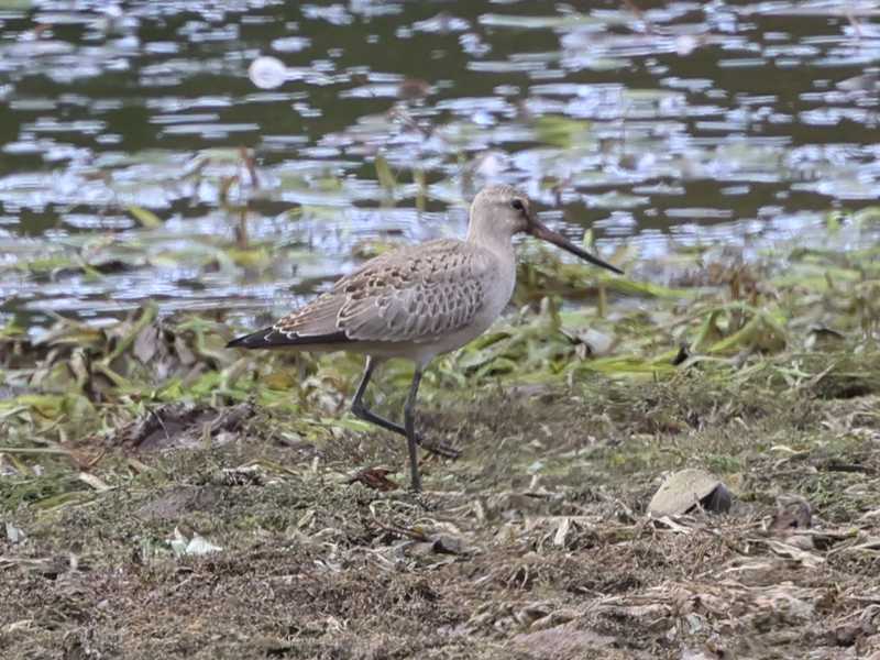 Mystery bird to be identified
