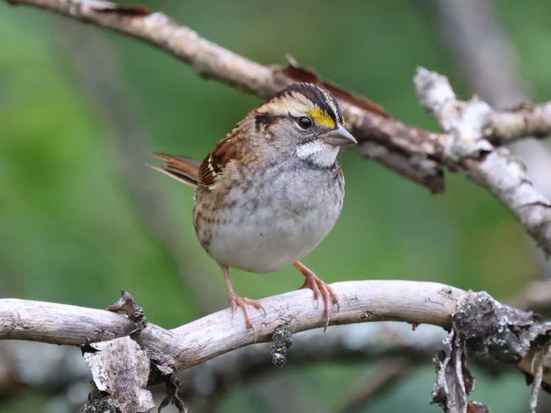 Mystery bird to be identified