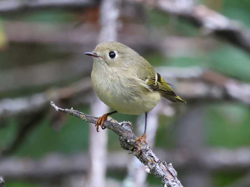 Mystery bird to be identified