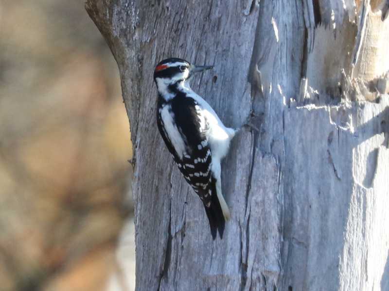 Mystery bird to be identified