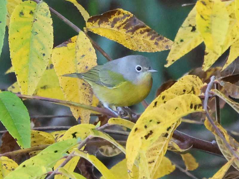 Mystery bird to be identified