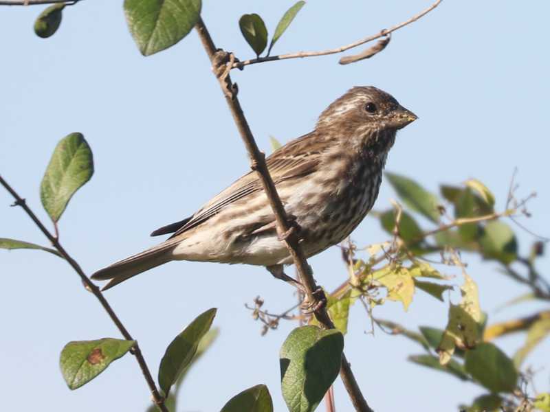 Mystery bird to be identified