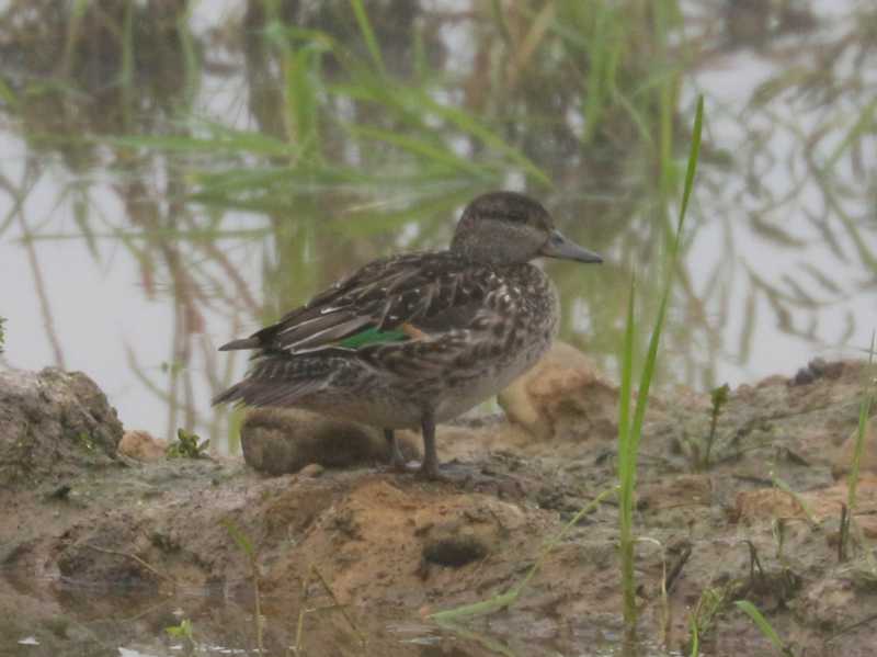 Mystery bird to be identified
