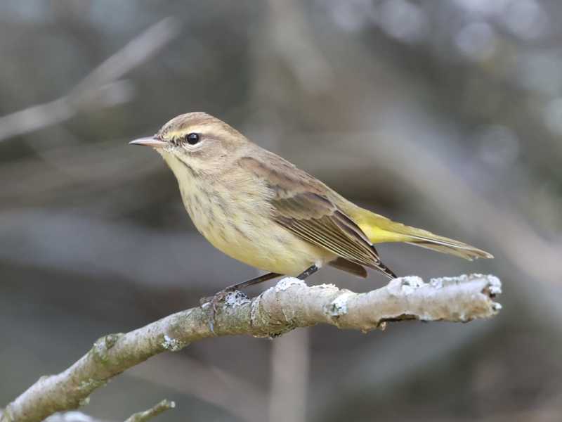 Mystery bird to be identified