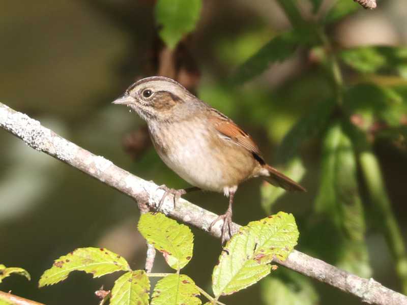 Mystery bird to be identified