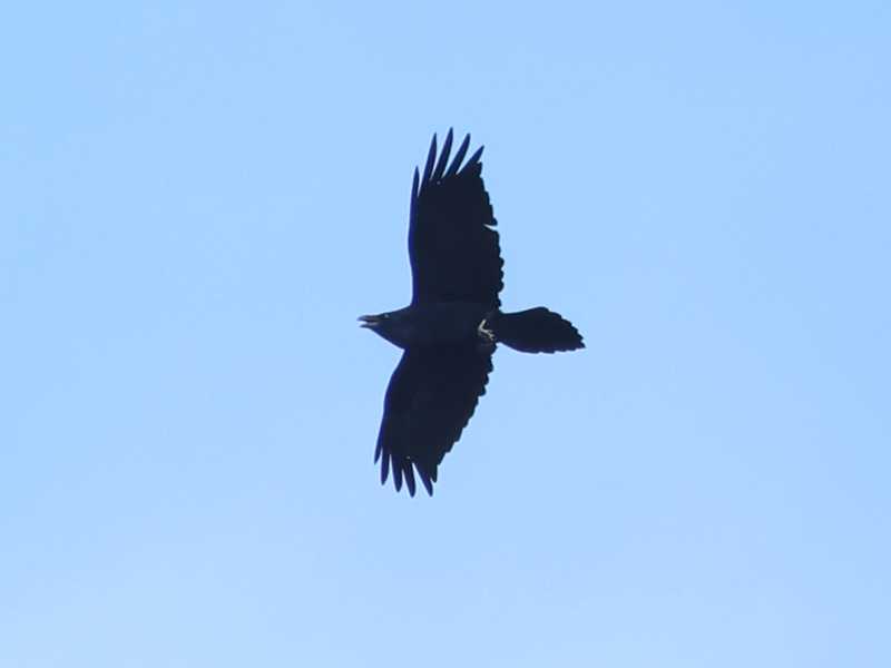 Mystery bird to be identified