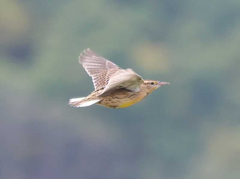 Mystery bird to be identified