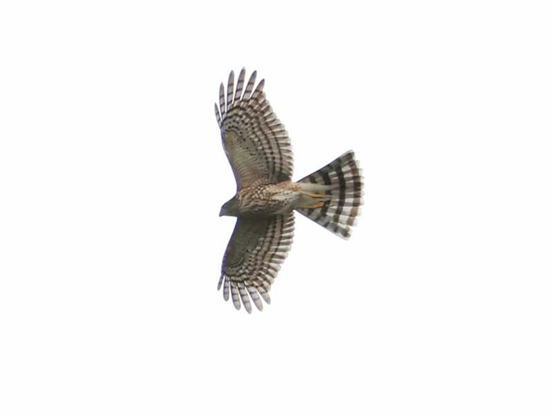 Mystery bird to be identified