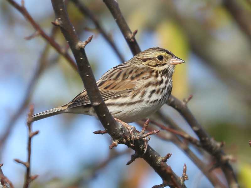 Mystery bird to be identified