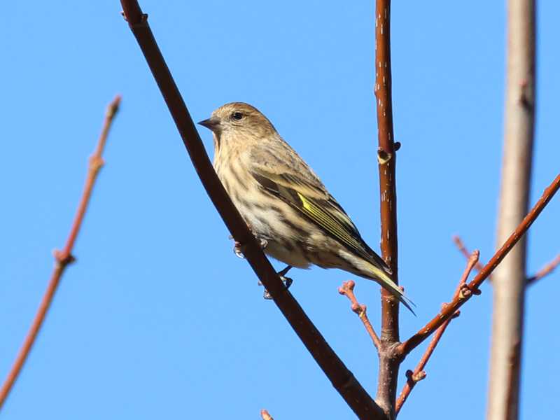 Mystery bird to be identified