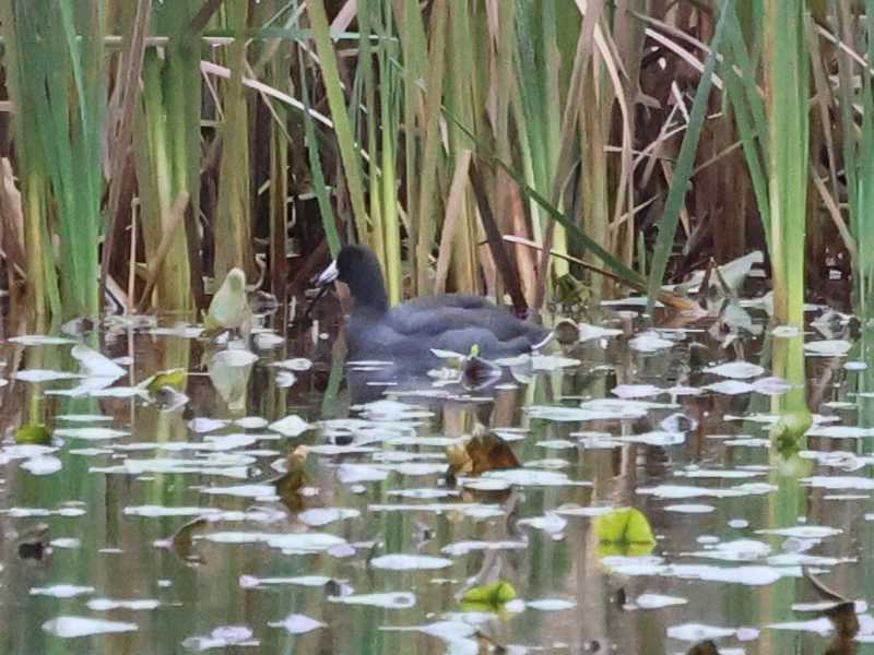 Mystery bird to be identified