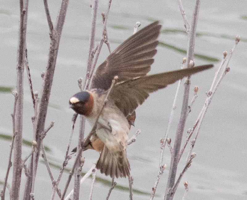 Bird to be identified