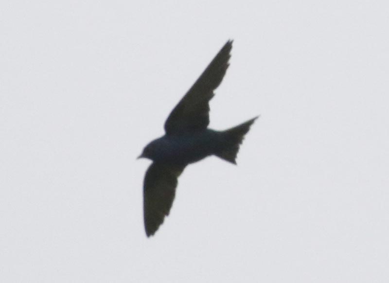 Bird to be identified