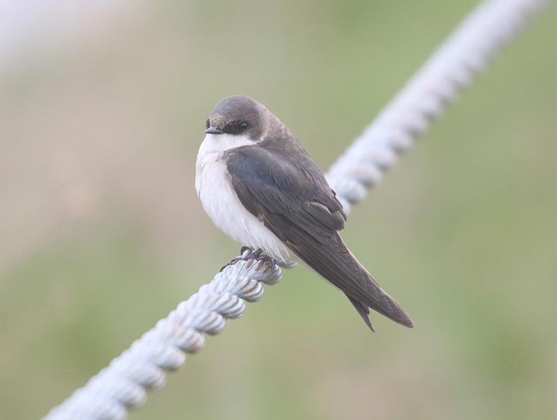 Bird to be identified