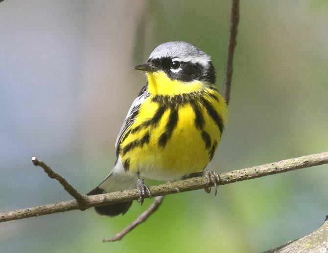 Magnolia Warbler - 5/16/2020, Canfield Island | &copy; Bobby Brown