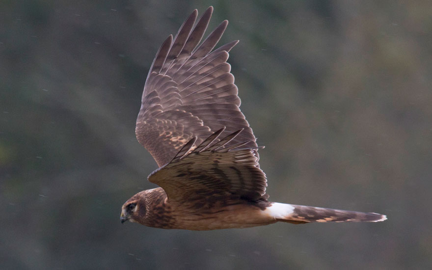 Northern Harrier flying