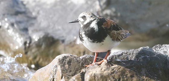 Ruddy Turnstone at Rose Valley Lake