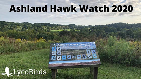 Ashland Hawk Watch 2020 thumbnail