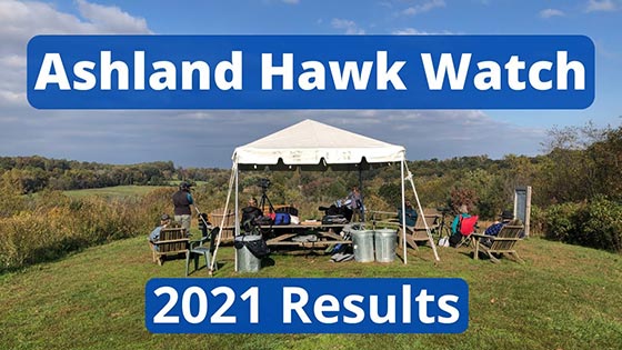 Ashland Hawk Watch Fall 2021 Season Playlist thumbnail