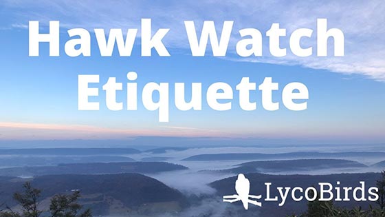Hawk Watch Etiquette thumbnail