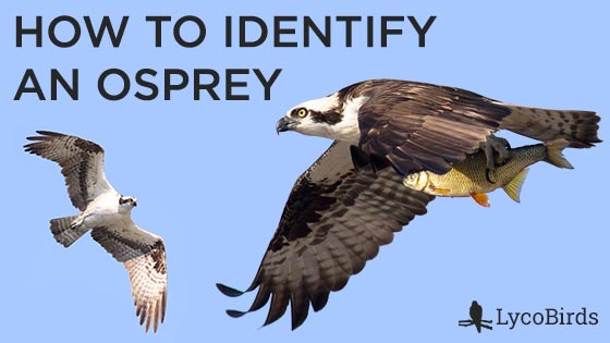 How to Identify an Osprey