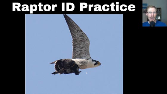 Raptor Identification Practice thumbnail