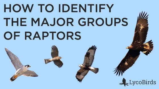 How to Identify the Major Groups of Raptors - Thumbnail