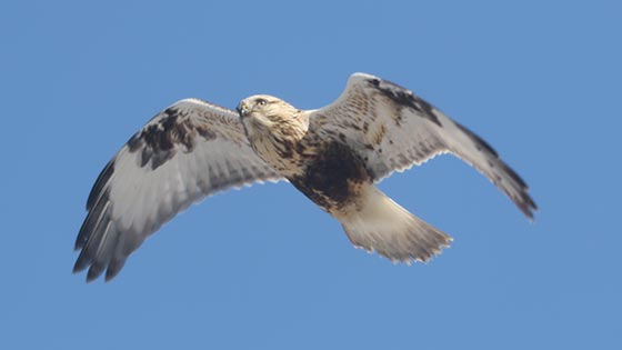 How to Identify a Rough-legged Hawk preview image