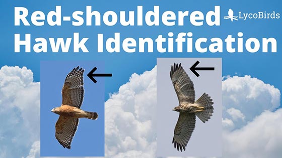 How to Identify a Red-shouldered Hawk thumbnail