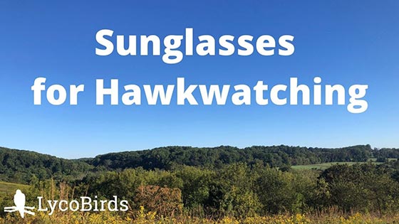 Sunglasses for Hawkwatching thumbnail