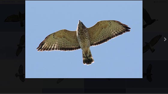 What time of day to visit a hawk watch thumbnail