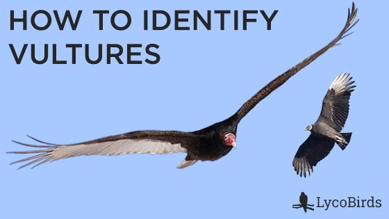 How to identify vultures thumbnail