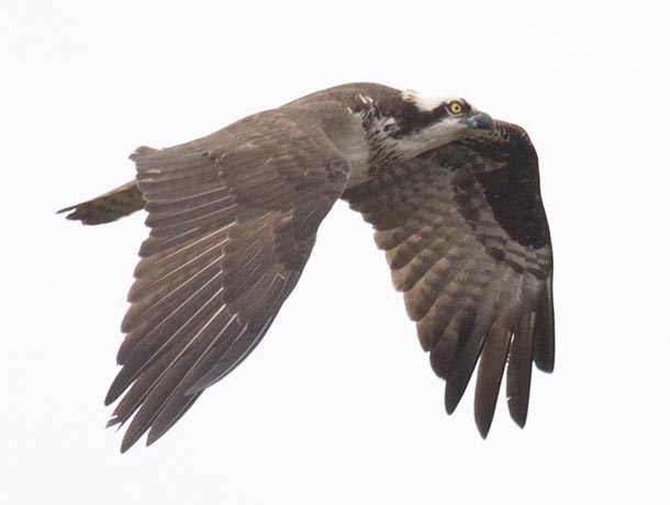 Adult Osprey in flight showing upperside