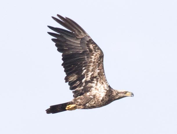Immature Bald Eagle showing Osprey-like mask