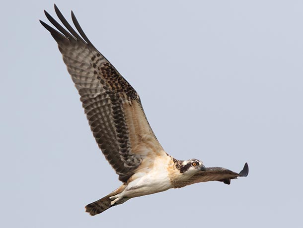 Juvenile Osprey in flight showing underside