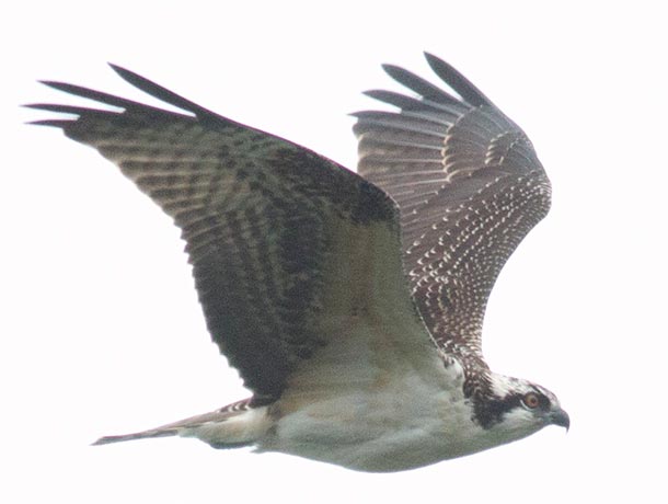 Juvenile Osprey in flight showing upperside