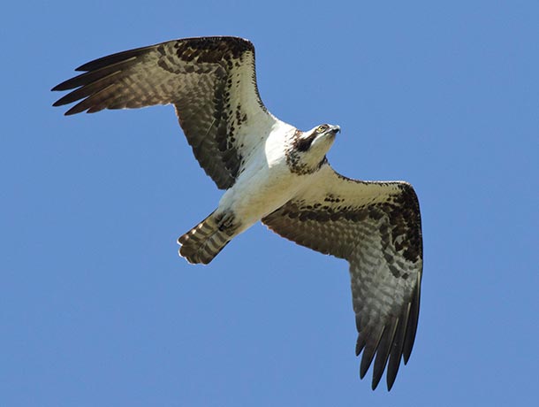 Osprey in flight with wings in M shape
