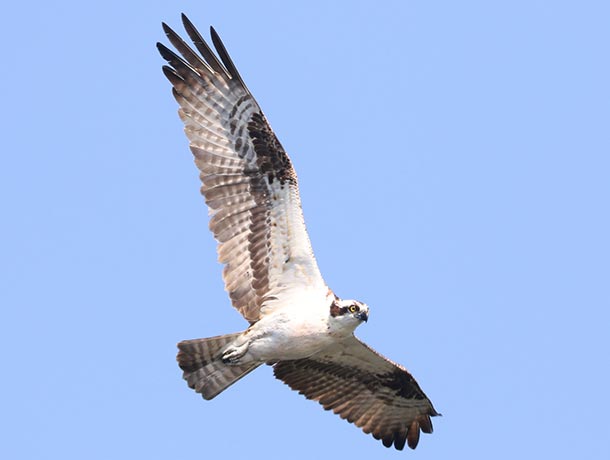 Osprey in flight with wings extend