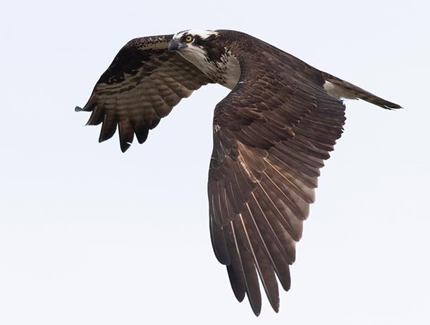 Osprey in flight showing upperside of wing
