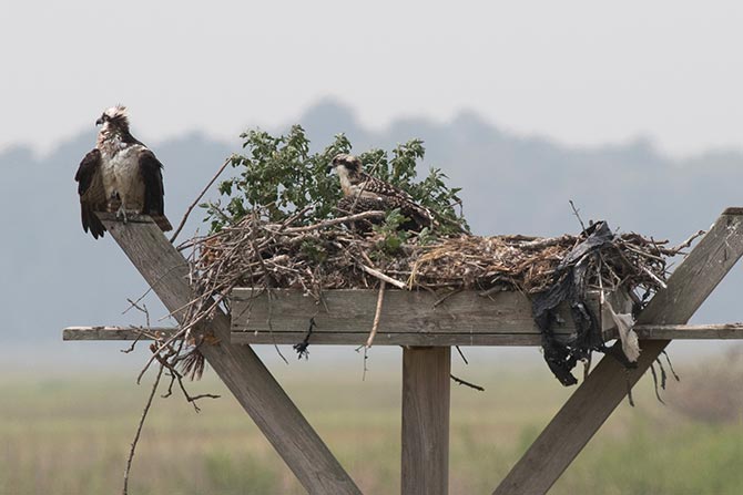 Osprey nest platform © David Brown