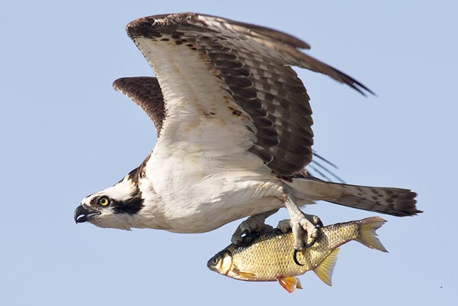 Osprey carrying a fish © David Brown