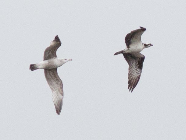 Osprey and Herring Gull together in flight