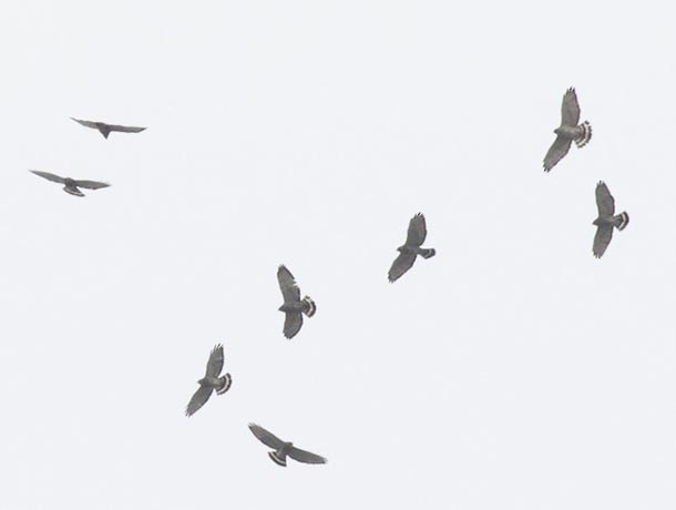 Part of a kettle of Broad-winged Hawks