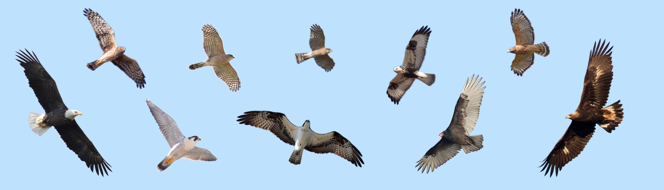 How to Identify the 5 Major Groups of Raptors